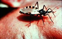 The Triatomine or Kissing Bug