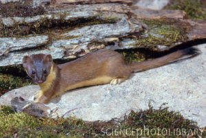 weasel tailed long frenata mustela south