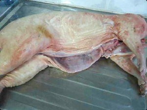 Guyanese fined almost $2M after wild meat seizure at Piarco airport