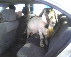 Goat in the car.