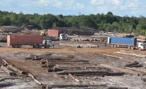 Berbice operations: Chinese-owned BaiShanLin is accused of under-valuing its Customs exports for Wamara logs. 