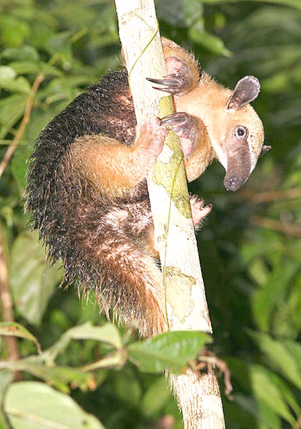 If a tamandua feels threatened while in a tree, it will hold onto