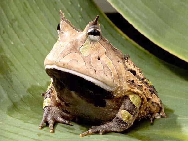 Horned deals pacman frog