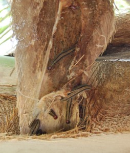 The dreaded worms on one of the infested trees