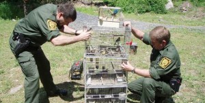 Pennsylvania Game Commission Wildlife Conservation officer Cory Bentzoni and supervisor Tim Conway remove birds from the Pocono Township property of Stephen Andrew Moore, 46. 