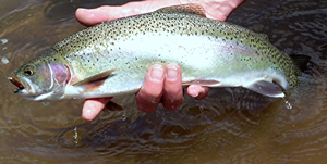 The rainbow trout (Oncorhynchus mykiss) - Kaieteur News