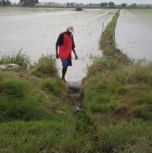 The availability of irrigation in dwindling and Essequibo rice farmers are contemplating slashing their planting.