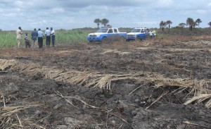 Police in the Canal Number One Polder canefields, the scene of the discovery of another human skeleton.