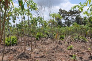 Cassava trees dying from lack of water in Region 1.