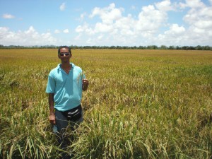 A proud Paul Cheong with his bumper rice crop. 