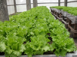 Lettuce grown using hydrophonics farming