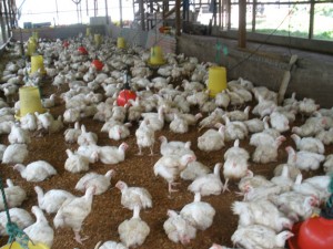 A chicken coop that holds approximately 3000 chickens. 