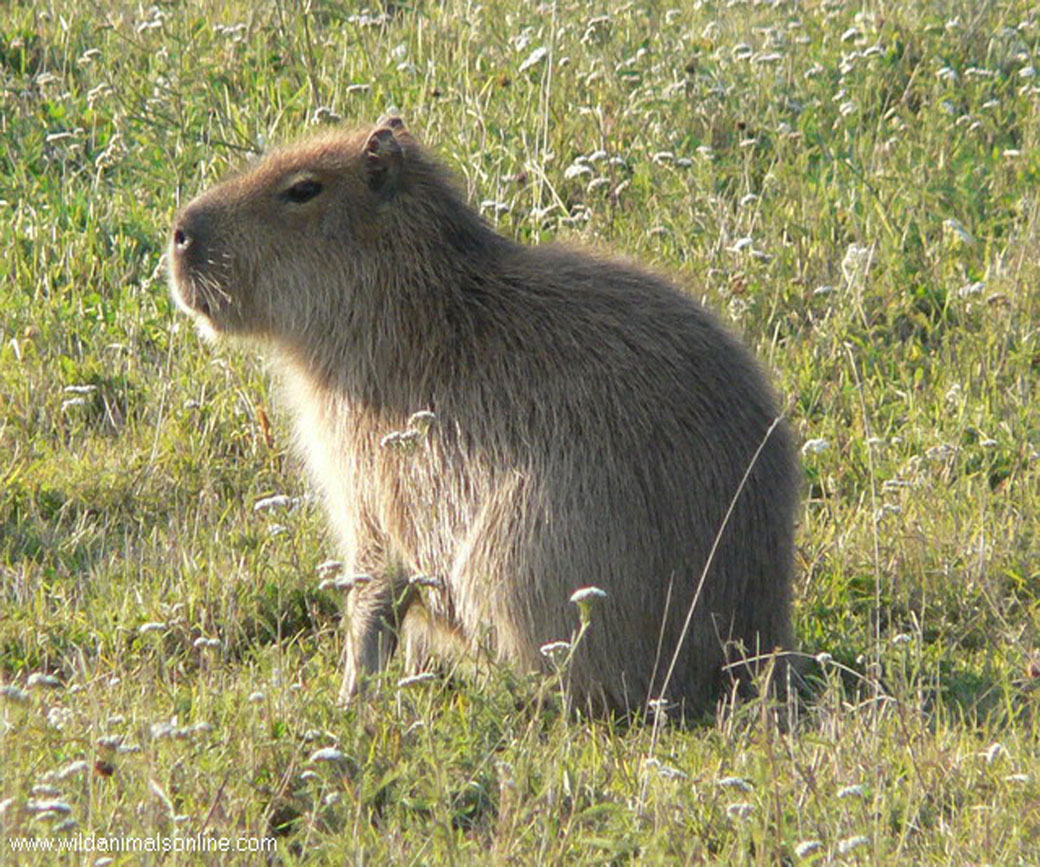 The Capybara (Hydrochoerus hydrochaeris) - Kaieteur News