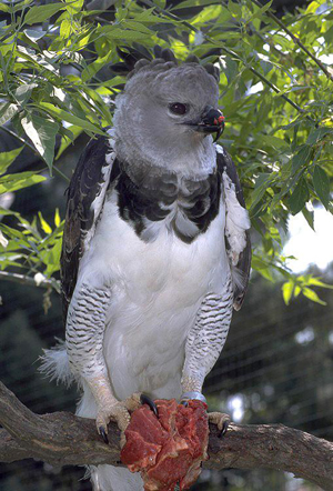 The Harpy Eagle (Harpia harpyja) is the largest, most powerful