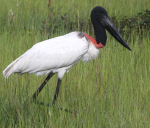 Interesting Creatures...The Jabiru (Jabiru mycteria) - Kaieteur News