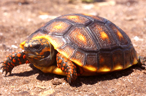 The Red-footed Tortoise (chelonoidis Carbonaria) - Kaieteur News