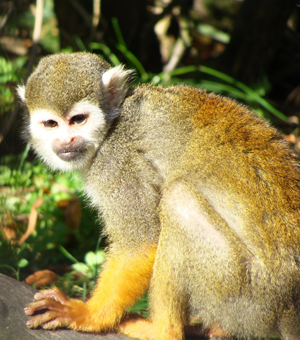 The Common Squirrel Monkey (Saimiri sciureus) - Kaieteur News
