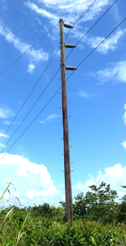 Chinese company forced to import wooden power poles - Kaieteur News