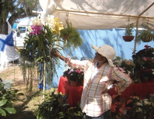 Indira, one of the exhibitors, holding the only remaining hanging orchid at her booth.