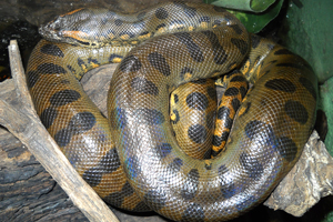 The Green Anaconda (Eunectes murinus) - Kaieteur News