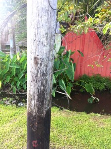 The illegal connection hanging from a GPL’s utility pole.