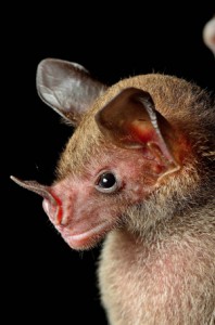 Greater spear-nosed bat