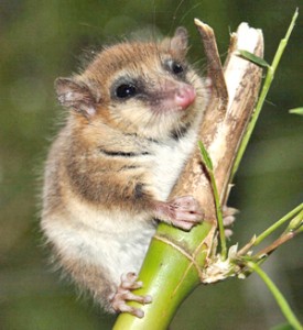 Monito del monte