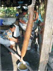 The first steps (after grating bitter cassava) in making cassava bread and cassareep