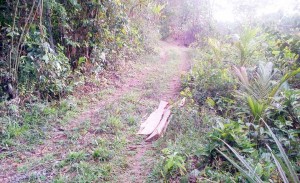 A section of the “secret road” which connects Timehri North with the Base Road.