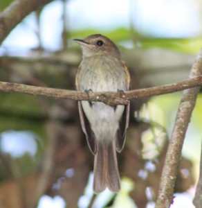 Euler’s flycatcher 