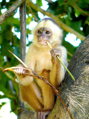 The White Fronted Capuchin Cebus Albifrons Kaieteur News   White Fronted Capuchin 