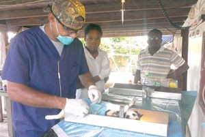 Dr. Bassoodeo performing sterilization surgery on cat 