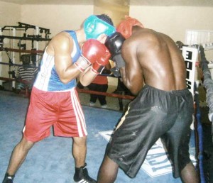 Bess covers up as Mosquea commences a body attack during sparring sessions yesterday.