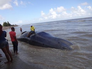 A curious individual takes a seat on the massive beached whale.