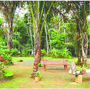 One of Dimitri Allicock’s Guyana photos ‘Under a Cucurite tree’ submitted on Facebook