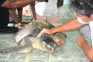 Olive Ridley with amputated flipper