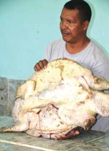 Cracked shell of the Olive Ridley