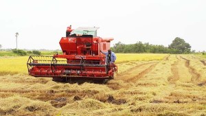 The combines were in full effect as production reached a record high of 633,000 tonnes last year.