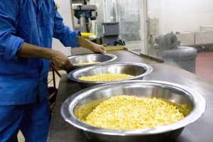  An employee arranges basins full of gold flakes during the refining process at the Kaloti facility in Sharjah. (Duncan Chard / Bloomberg News)