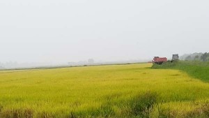 Rice as far as the eyes could see; but what about the required market?