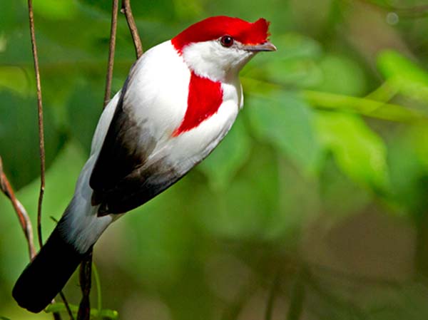 Araripe manakin (Antilophia bokermanni) – Kaieteur News