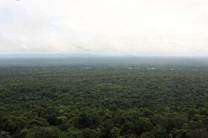 Cursed or blessed? - A panoramic sweep of Guyana’s Iwokrama rainforest reserve.