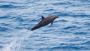 Spectacled porpoise