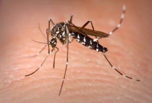 Guyana is on alert for the mosquito transmitted Zika virus