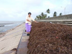 Environmentalist, Annette Arjoon-Martins, shows the unusually high level of the sargassum seaweed at the Kitty seawall.