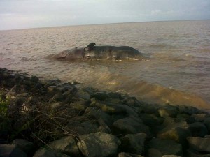 The decomposing whale carcass