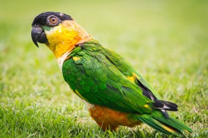 Caique