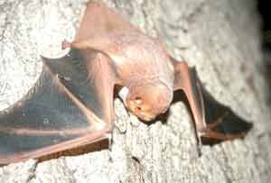 Desert red bat