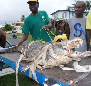 A crocodile recently captured at Crane on the West Coast of Demerara.