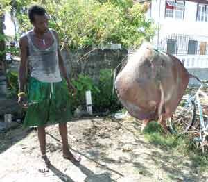 Fisherman Lawrence Inniss admires his rare catch